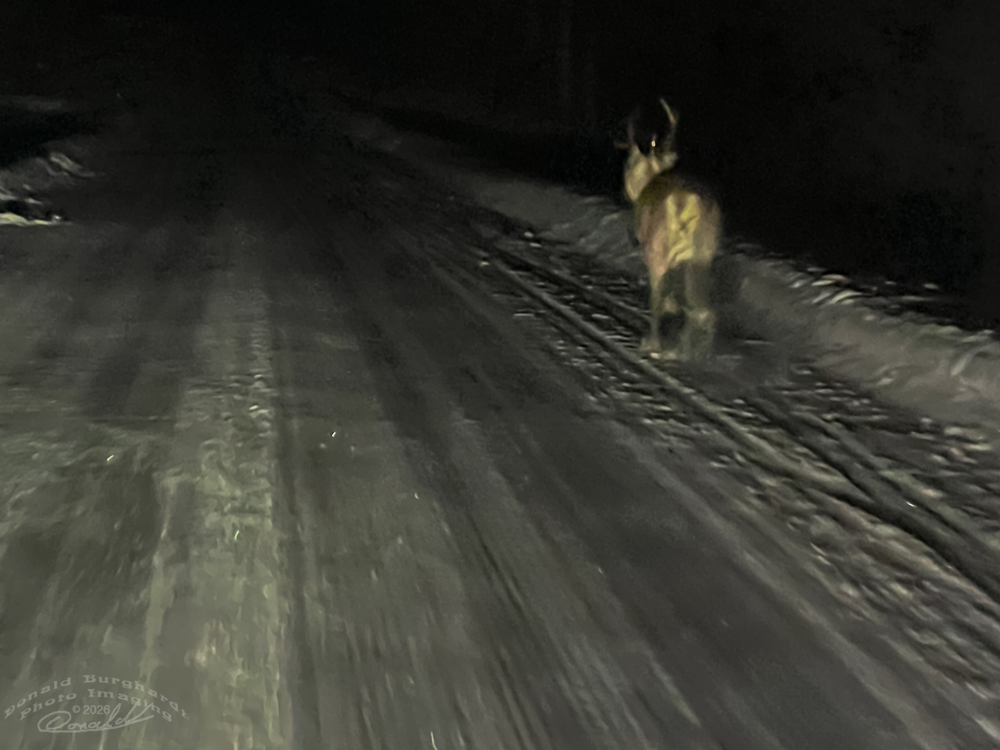 running reindeer